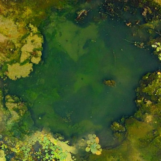 Vol1: Swamps and Ponds