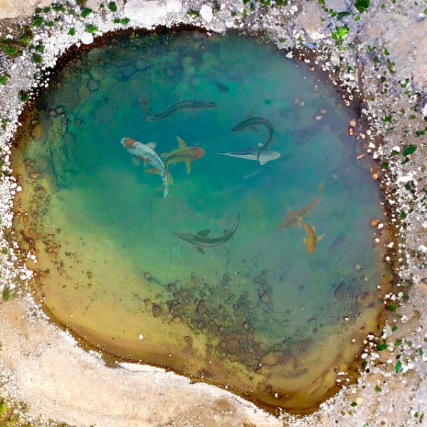 Vol1: Swamps and Ponds